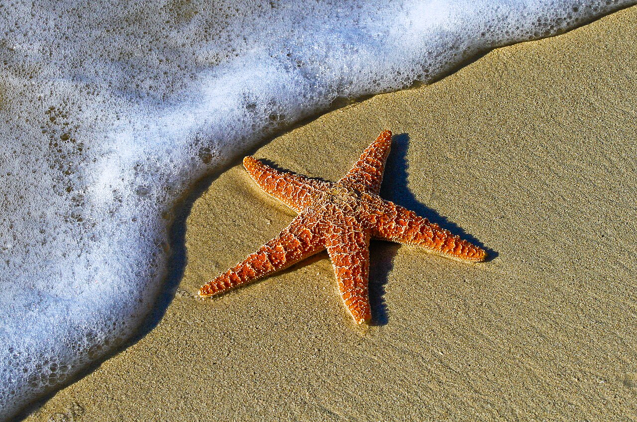 A starfish on wet sand at the edge of an incoming wave.